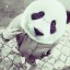 bad panda***