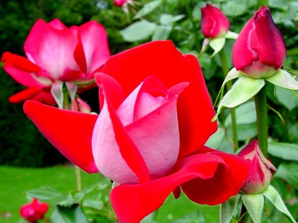 Обои Розы Цветы Фото 222370